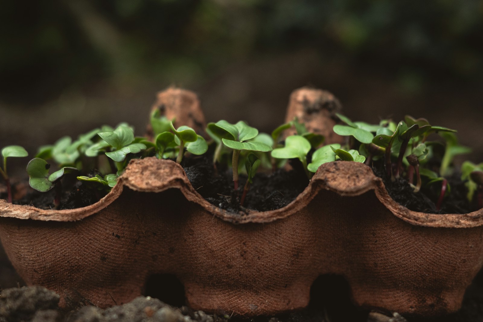 Upcycling-Ideen für den Garten