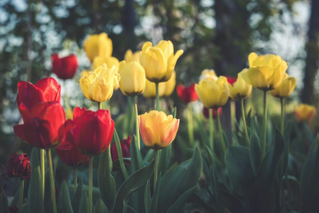 Tulpen blühen